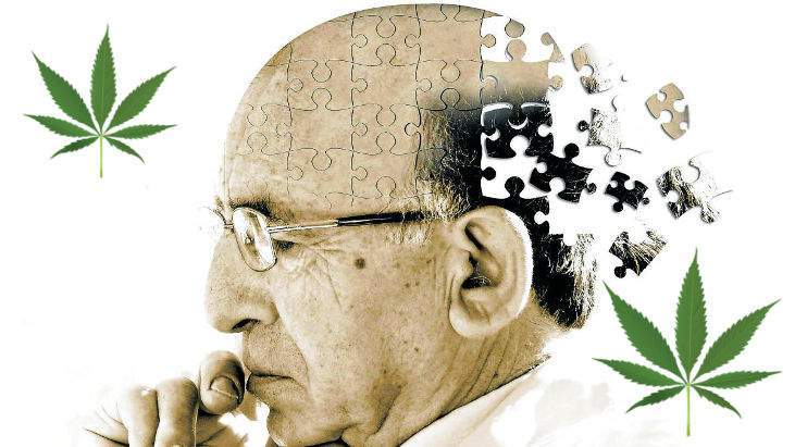 Il CBD e la sua gestione ed efficacia contro la demenza